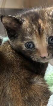 1604-26 -  Domestic Short Hair Cat for Adoption in Cumming, Georgia - 1604-26 | PetCurious