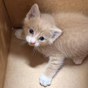 Pulgui -  Domestic Short Hair Cat for Adoption in Newark, New Jersey - Pulgui | PetCurious