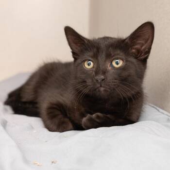 Domestic Short Hair Cats Available for Adoption in Los Angeles, California - Wednesday | PetCurious