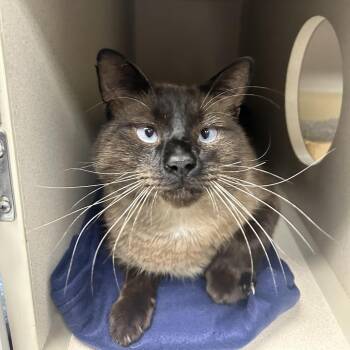 Randy -  Siamese Cat for Adoption in Durango, Colorado - Randy | PetCurious
