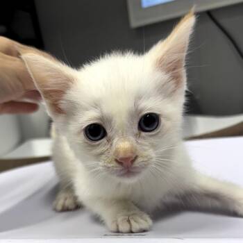 Myrtle -  Domestic Short Hair Cat for Adoption in Springtown, Texas - Myrtle | PetCurious