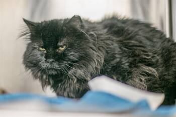 A1269302 -  Domestic Medium Hair Cat for Adoption in Charlotte, North Carolina - A1269302 | PetCurious