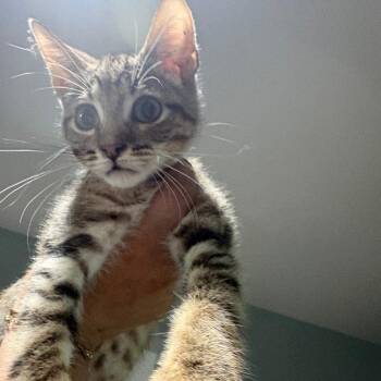 Chex -  Domestic Short Hair Cat for Adoption in Leander, Texas - Chex | PetCurious