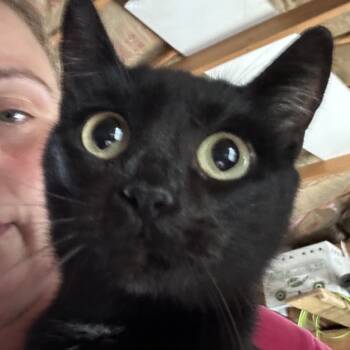 Rescue American Shorthair Cats for Adoption in Mount Vernon, Arkansas - Brooke | PetCurious