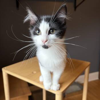 GRIFFIN -  Tuxedo Cat for Adoption in Shakespeare, Ontario - GRIFFIN | PetCurious