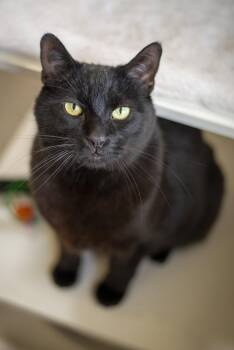 Domestic Short Hair Cats Available for Adoption in Gunnison, Colorado - October | PetCurious