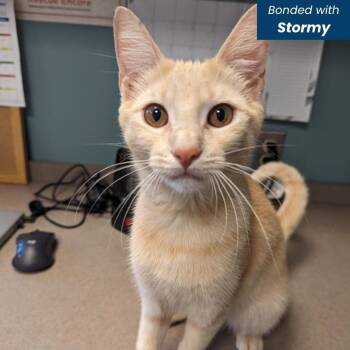 Sunny -  Domestic Short Hair Cat for Adoption in Baltimore, Maryland - Sunny | PetCurious