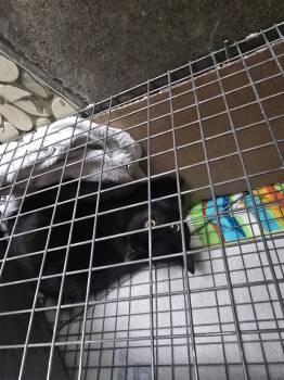 Domestic Short Hair Cats Available for Adoption - SIMON | PetCurious