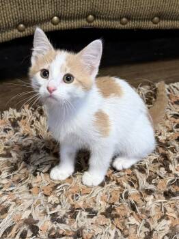 Ares -  Domestic Short Hair Cat for Adoption in Plumerville, Arkansas - Ares | PetCurious