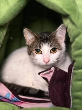 Rescue Domestic Short Hair Cats for Adoption in Menomonie, Wisconsin - Belatrix | PetCurious