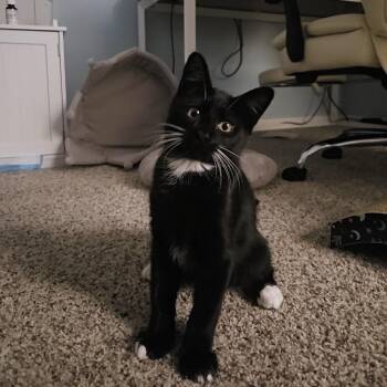 Kojak -  Domestic Medium Hair Cat for Adoption in Columbus, Ohio - Kojak | PetCurious