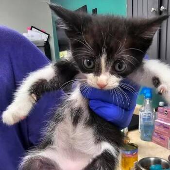 Donna -  Domestic Short Hair Cat for Adoption in Starkville, Mississippi - Donna | PetCurious