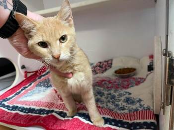 Thalatha -  Domestic Short Hair Cat for Adoption in Bolivar, Missouri - Thalatha | PetCurious