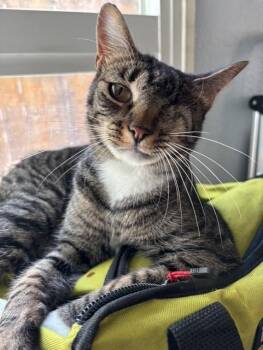 Rescue Tabby Cats for Adoption in Mission Viejo, California - Mittens | PetCurious