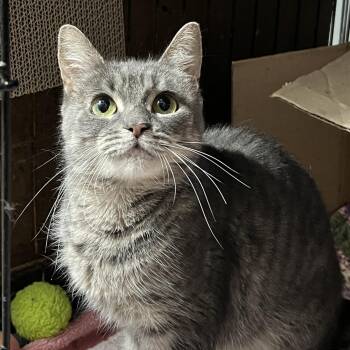 Pepper -  Domestic Short Hair Cat for Adoption in Brentwood, New Hampshire - Pepper | PetCurious