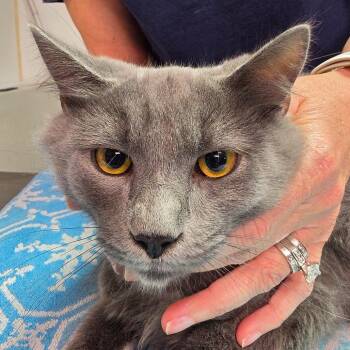 Styx -  Domestic Medium Hair Cat for Adoption in Leander, Texas - Styx | PetCurious