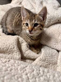 Birdie: Peregrine -  Tabby Cat Available for Adoption - Birdie: Peregrine | PetCurious