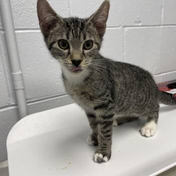 Sally -  Domestic Short Hair Cat for Adoption in West Palm Beach, Florida - Sally | PetCurious