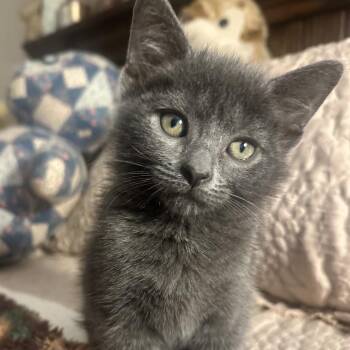 Windy -  Domestic Short Hair Cat for Adoption in Potomac, Maryland - Windy | PetCurious