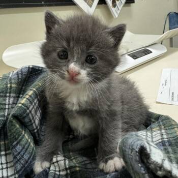 Domestic Short Hair Cats Available for Adoption in Lynchburg, Virginia - Gert | PetCurious
