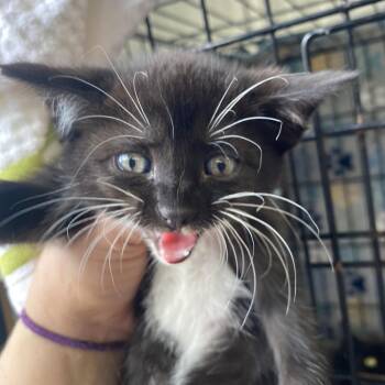 Lashes -  Domestic Short Hair Cat for Adoption in Blairsville, Georgia - Lashes | PetCurious