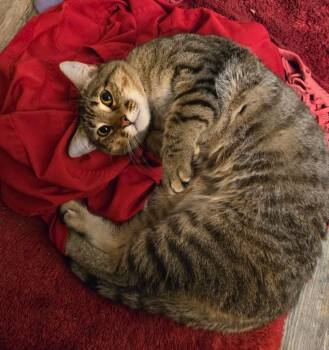 Ruger -  Domestic Short Hair Cat Available for Adoption in The Woodlands, Texas - Ruger | PetCurious
