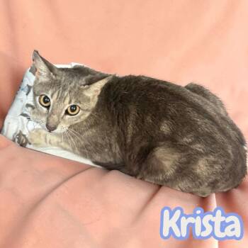 Krista -  Domestic Short Hair Cat for Adoption in Sorrento, Louisiana - Krista | PetCurious
