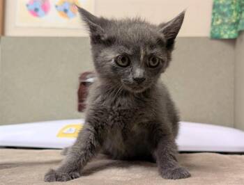 Domestic Short Hair Cats Available for Adoption in Moreno Valley, California - A551218 | PetCurious