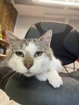 Dr. Schweitzer -  Domestic Short Hair Cat for Adoption in Boone, Iowa - Dr. Schweitzer | PetCurious