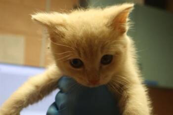 CHIPMUNK -  Domestic Short Hair Cat for Adoption in Columbia, South Carolina - CHIPMUNK | PetCurious