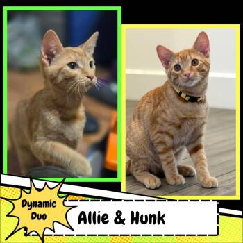Hunk Garrett -  Domestic Short Hair Cat for Adoption in Suisun City, California - Hunk Garrett | PetCurious
