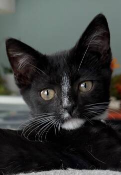 Charlie -  Domestic Short Hair Cat for Adoption in Orlando, Florida - Charlie | PetCurious