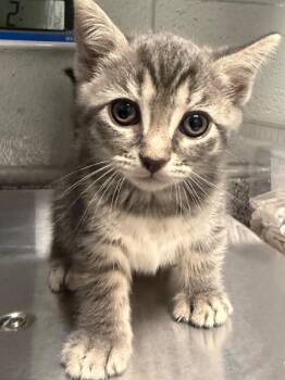 Finch -  Domestic Short Hair Cat for Adoption in Henderson, North Carolina - Finch | PetCurious