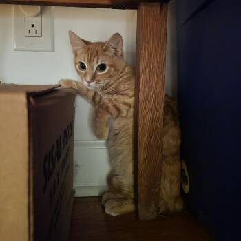 Link -  Tabby Cat for Adoption in Columbia, South Carolina - Link | PetCurious