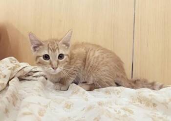 FLAME -  Domestic Short Hair Cat for Adoption in Brentwood, Missouri - FLAME | PetCurious