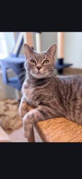 Domestic Short Hair Cats Available for Adoption - Silver Belle | PetCurious