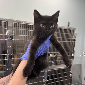 Ravenna -  Domestic Short Hair Cat for Adoption in Greensboro, North Carolina - Ravenna | PetCurious