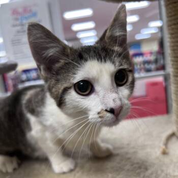 Mary -  Domestic Short Hair Cat for Adoption in Stoughton, Wisconsin - Mary | PetCurious