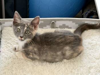 Posie -  Domestic Short Hair Cat for Adoption in Johnson City, Tennessee - Posie | PetCurious