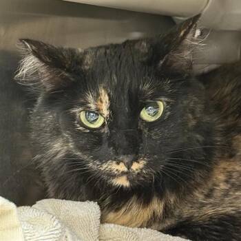 MACARONI -  Domestic Medium Hair Cat for Adoption in Las Vegas, Nevada - MACARONI | PetCurious