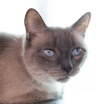 TENZIN -  Domestic Short Hair Cat for Adoption in Boston, Massachusetts - TENZIN | PetCurious