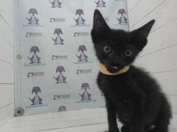 ARTEMIS -  Domestic Short Hair Cat for Adoption in Orlando, Florida - ARTEMIS | PetCurious