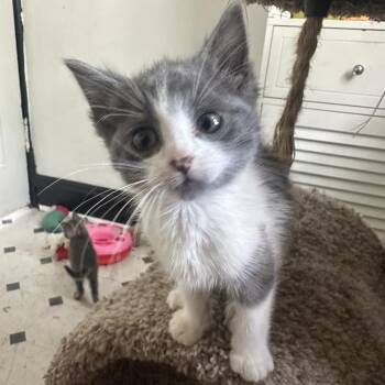 Domestic Short Hair Cats Available for Adoption in Buffalo, Minnesota - Cool Ranch | PetCurious