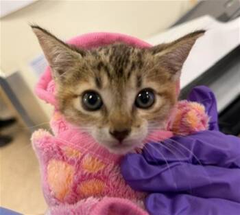 JENY -  Domestic Short Hair Cat for Adoption in Doral, Florida - JENY | PetCurious