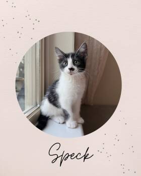 SPECK -  Domestic Medium Hair Cat for Adoption in Coquitlam, British Columbia - SPECK | PetCurious