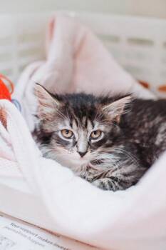 Domestic Short Hair Cats Available for Adoption in North Charleston, South Carolina - 91815a Jalapeno | PetCurious