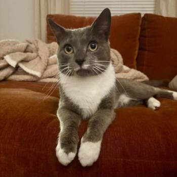 Russian Blue Cats Available for Adoption in Philadelphia, Pennsylvania - Marvin Gray | PetCurious
