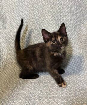 Domestic Short Hair Cats Available for Adoption in Waterloo, Iowa - Pearl | PetCurious