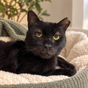 Elijah -  Domestic Short Hair Cat for Adoption in South Miami, Florida - Elijah | PetCurious