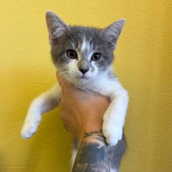 Tinkerbell -  Domestic Short Hair Cat for Adoption in Webster, Texas - Tinkerbell | PetCurious